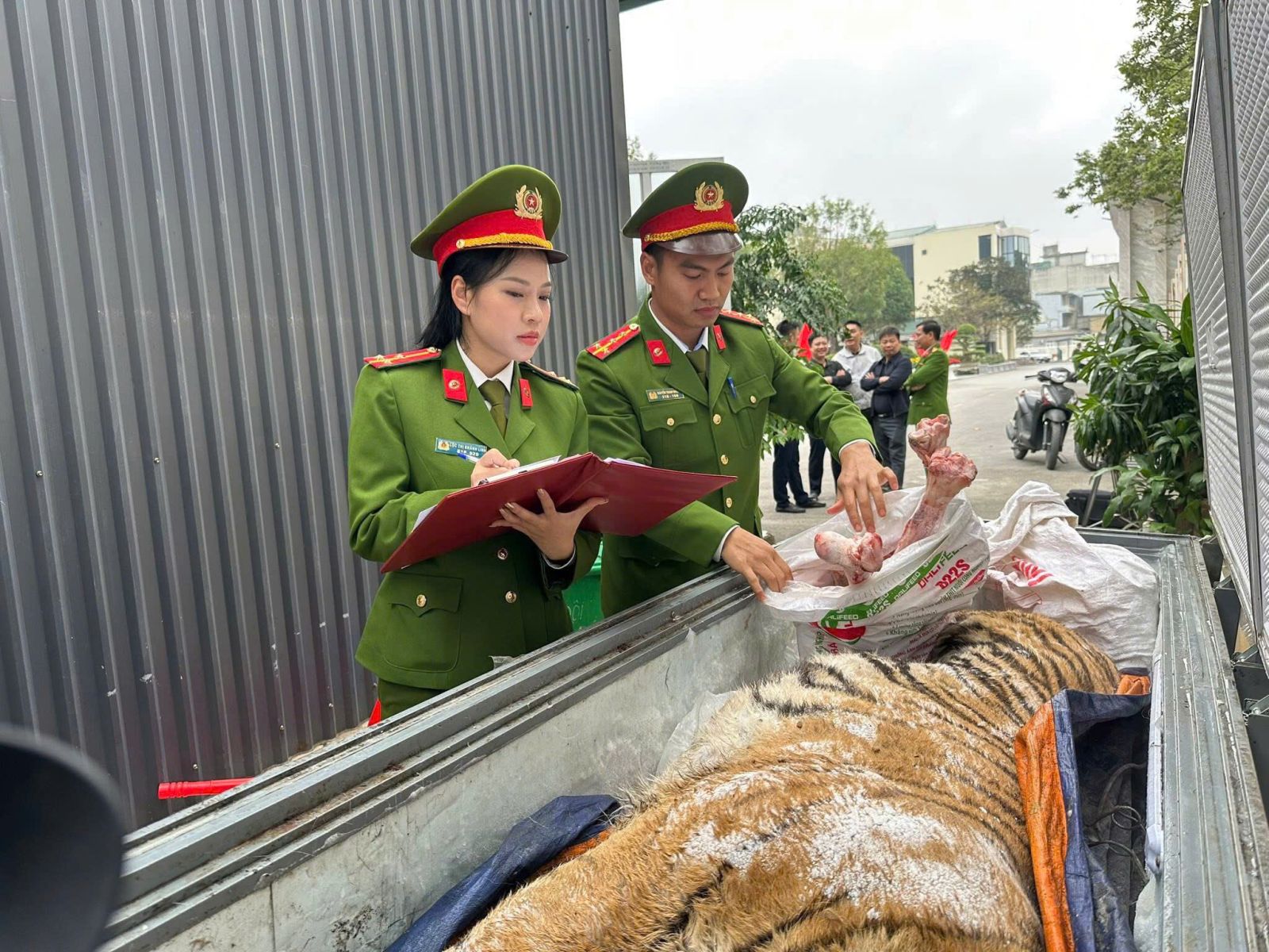 Ph&aacute;t hiện 2 c&aacute; thể hổ cấp đ&ocirc;ng trong hầm một ng&ocirc;i nh&agrave; ở Thanh H&oacute;a: B&iacute; mật sau c&aacute;nh cửa sắt khiến nhiều người r&ugrave;ng m&igrave;nh- Ảnh 1.