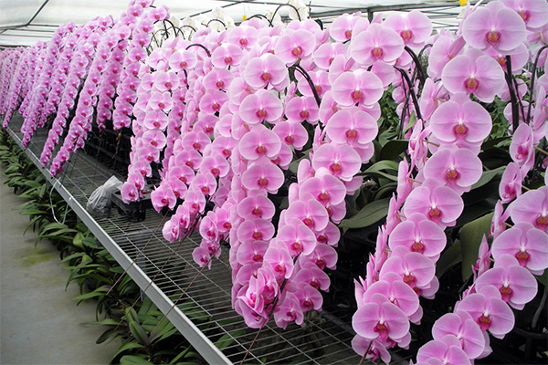 Tự nhi&ecirc;n Tết năm nay, người ta lại thi nhau mua một loại hoa c&oacute; c&aacute;i t&ecirc;n cực mỹ miều đi biếu tặng, vừa c&oacute; gu vừa tinh tế- Ảnh 8.