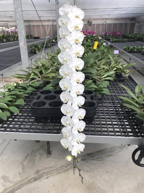 Tự nhi&ecirc;n Tết năm nay, người ta lại thi nhau mua một loại hoa c&oacute; c&aacute;i t&ecirc;n cực mỹ miều đi biếu tặng, vừa c&oacute; gu vừa tinh tế- Ảnh 7.