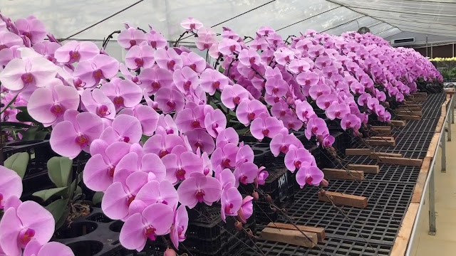 Tự nhi&ecirc;n Tết năm nay, người ta lại thi nhau mua một loại hoa c&oacute; c&aacute;i t&ecirc;n cực mỹ miều đi biếu tặng, vừa c&oacute; gu vừa tinh tế- Ảnh 10.