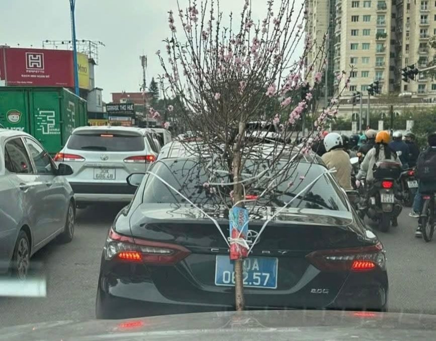 Xử phạt t&agrave;i xế xe biển xanh chở c&agrave;nh đ&agrave;o che lấp biển số- Ảnh 1.