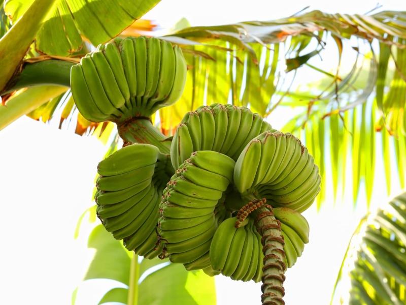 Kh&ocirc;ng phải chuối ngự, chuối ti&ecirc;u xanh, đ&acirc;y mới l&agrave; nải chuối đắt nhất sạp: L&yacute; do v&igrave; sao?- Ảnh 1.