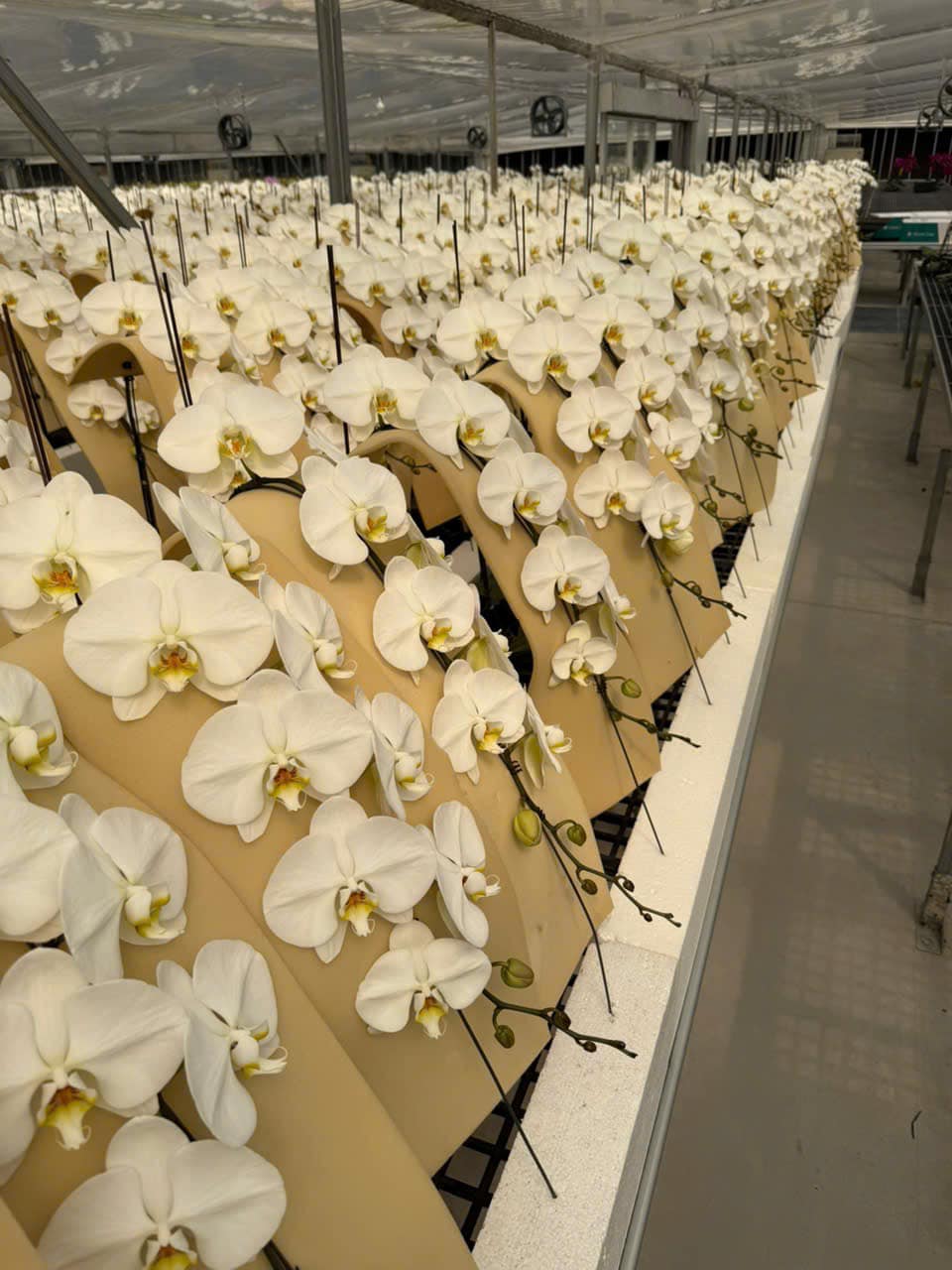 Tự nhi&ecirc;n Tết năm nay, người ta lại thi nhau mua một loại hoa c&oacute; c&aacute;i t&ecirc;n cực mỹ miều đi biếu tặng, vừa c&oacute; gu vừa tinh tế- Ảnh 14.