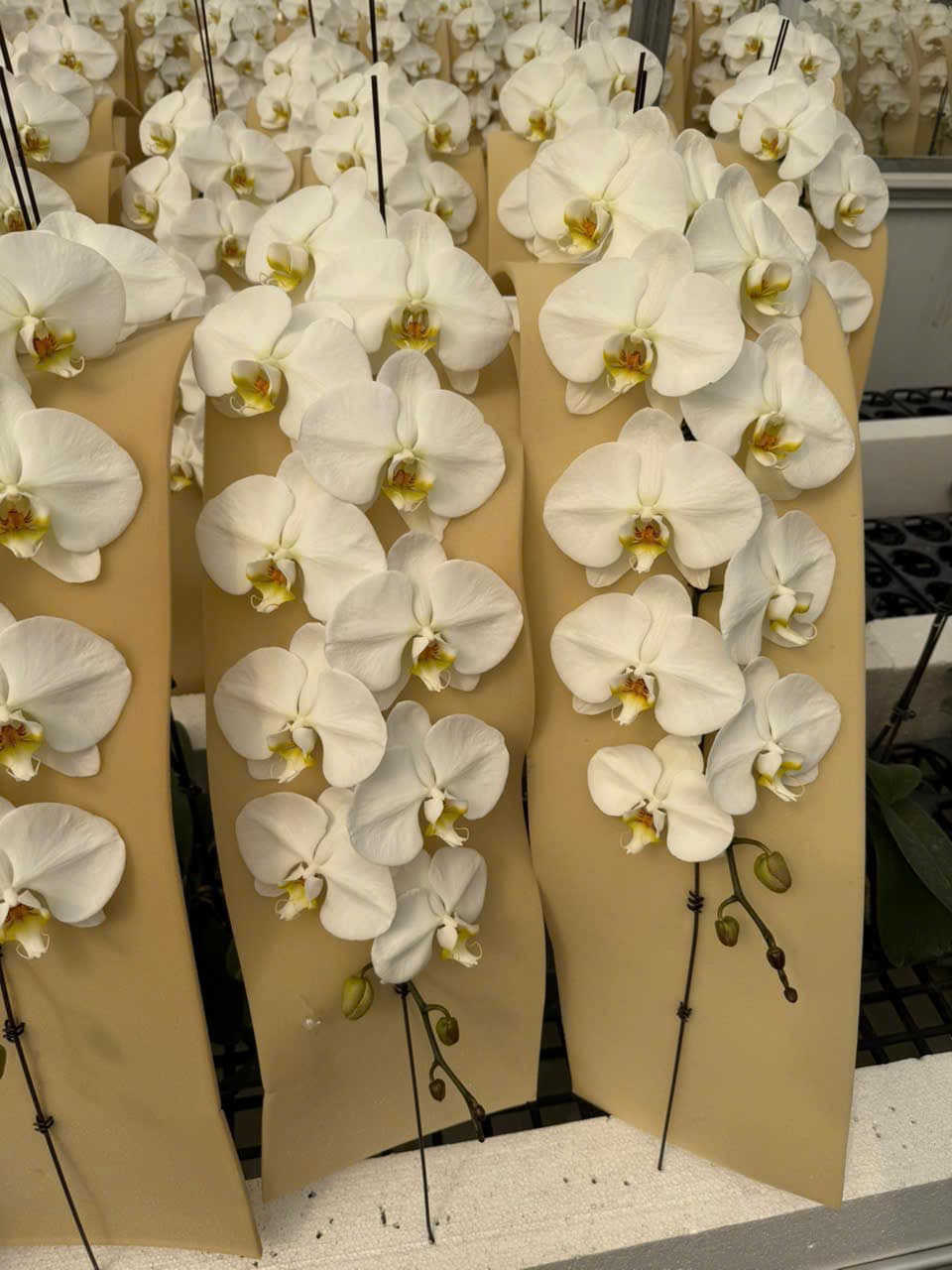 Tự nhi&ecirc;n Tết năm nay, người ta lại thi nhau mua một loại hoa c&oacute; c&aacute;i t&ecirc;n cực mỹ miều đi biếu tặng, vừa c&oacute; gu vừa tinh tế- Ảnh 13.