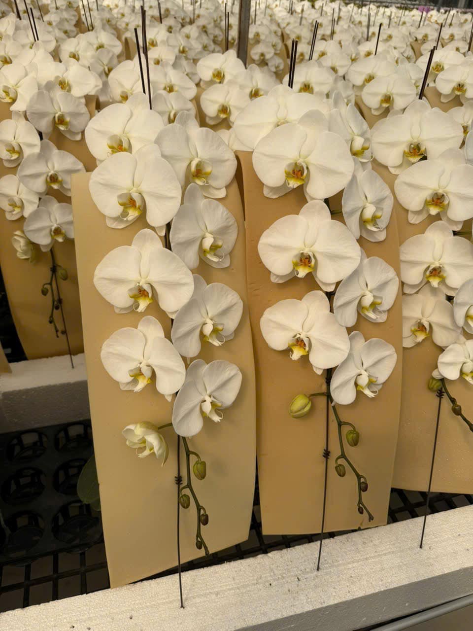 Tự nhi&ecirc;n Tết năm nay, người ta lại thi nhau mua một loại hoa c&oacute; c&aacute;i t&ecirc;n cực mỹ miều đi biếu tặng, vừa c&oacute; gu vừa tinh tế- Ảnh 15.