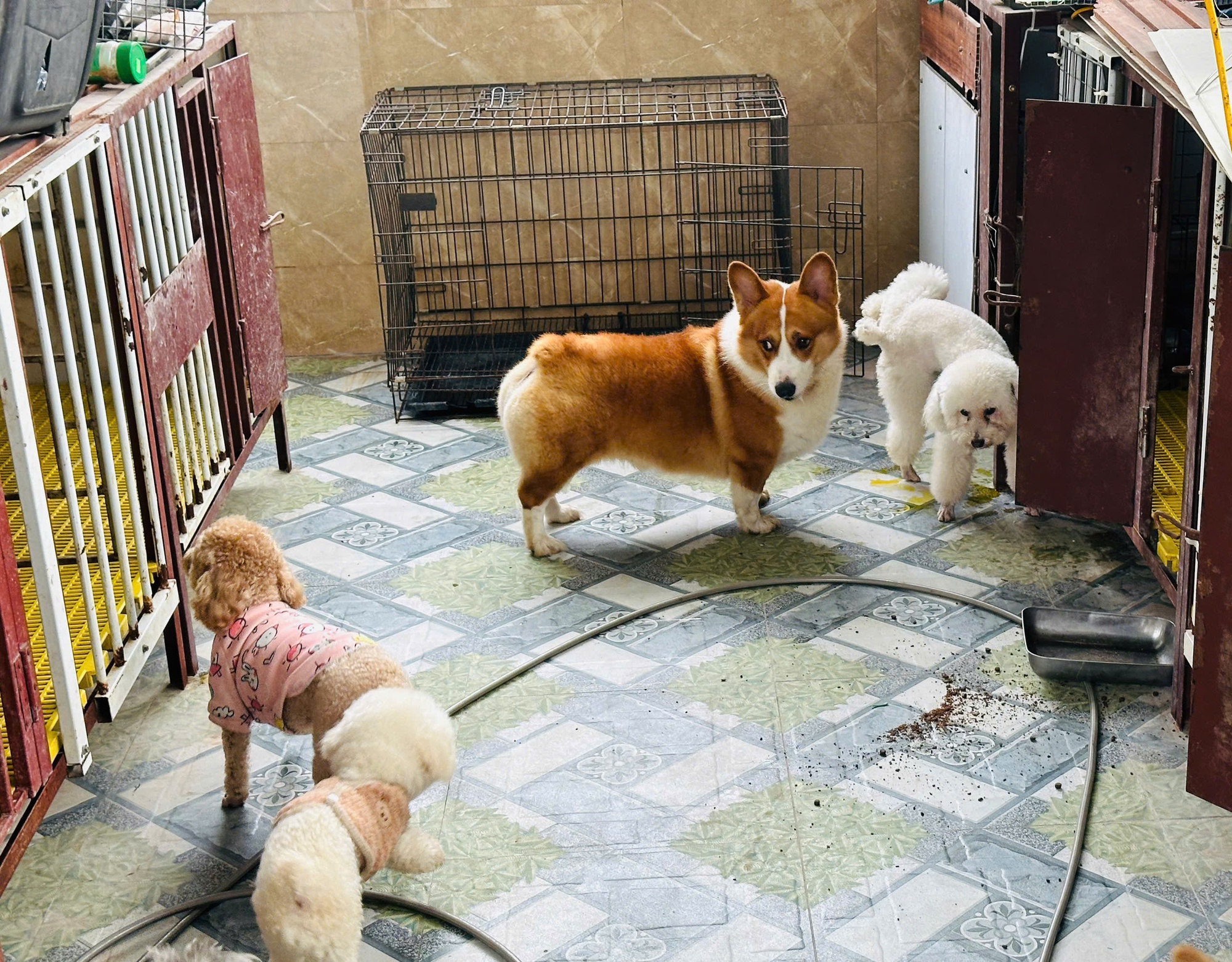 Kh&aacute;ch sạn ch&oacute; m&egrave;o "ch&aacute;y ph&ograve;ng" dịp Tết , chủ chi tiền triệu gửi th&uacute; cưng- Ảnh 2.