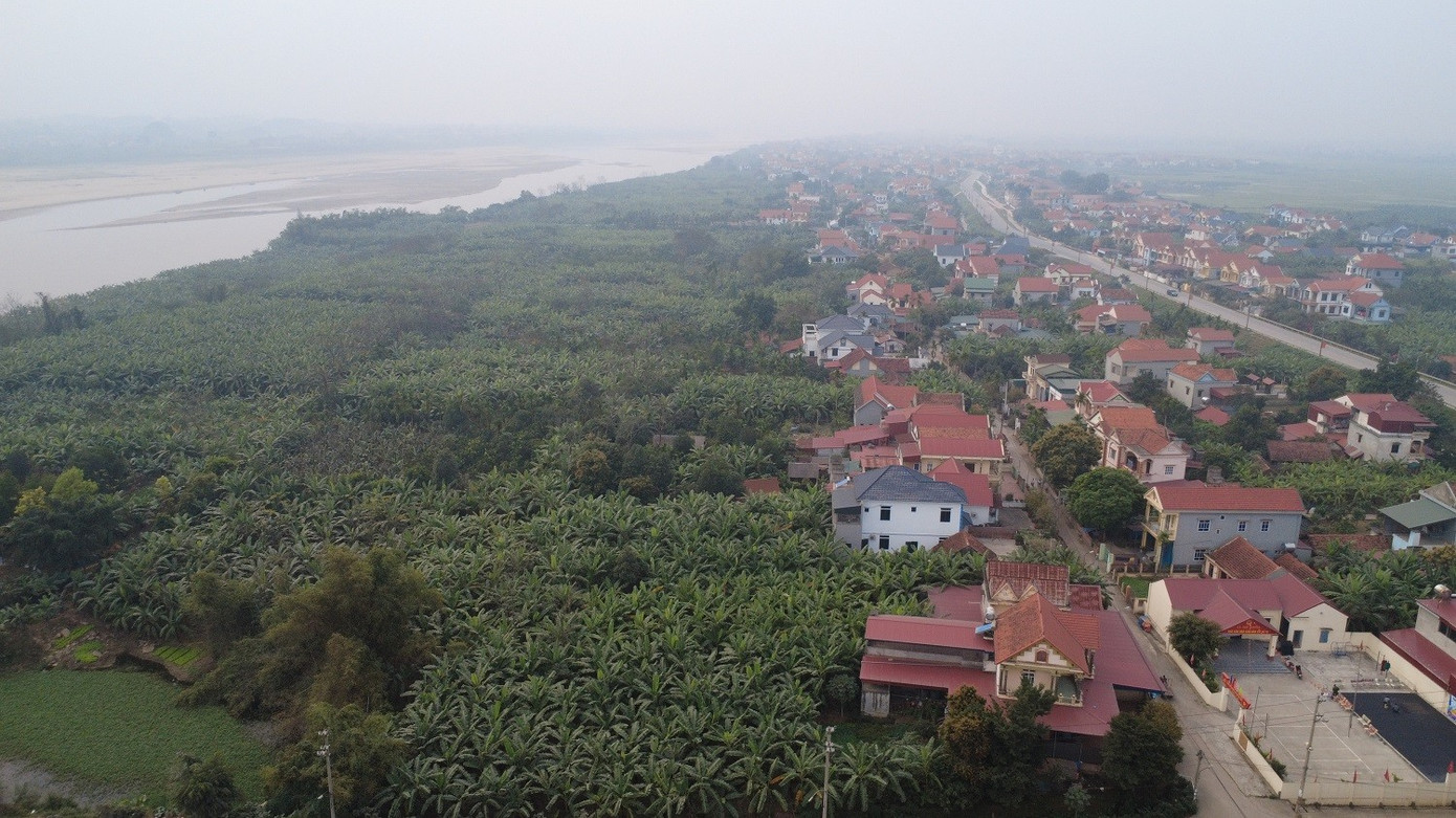 Chuối ti&ecirc;u v&agrave;o vụ Tết, buồng đẹp c&oacute; gi&aacute; tiền triệu- Ảnh 1.