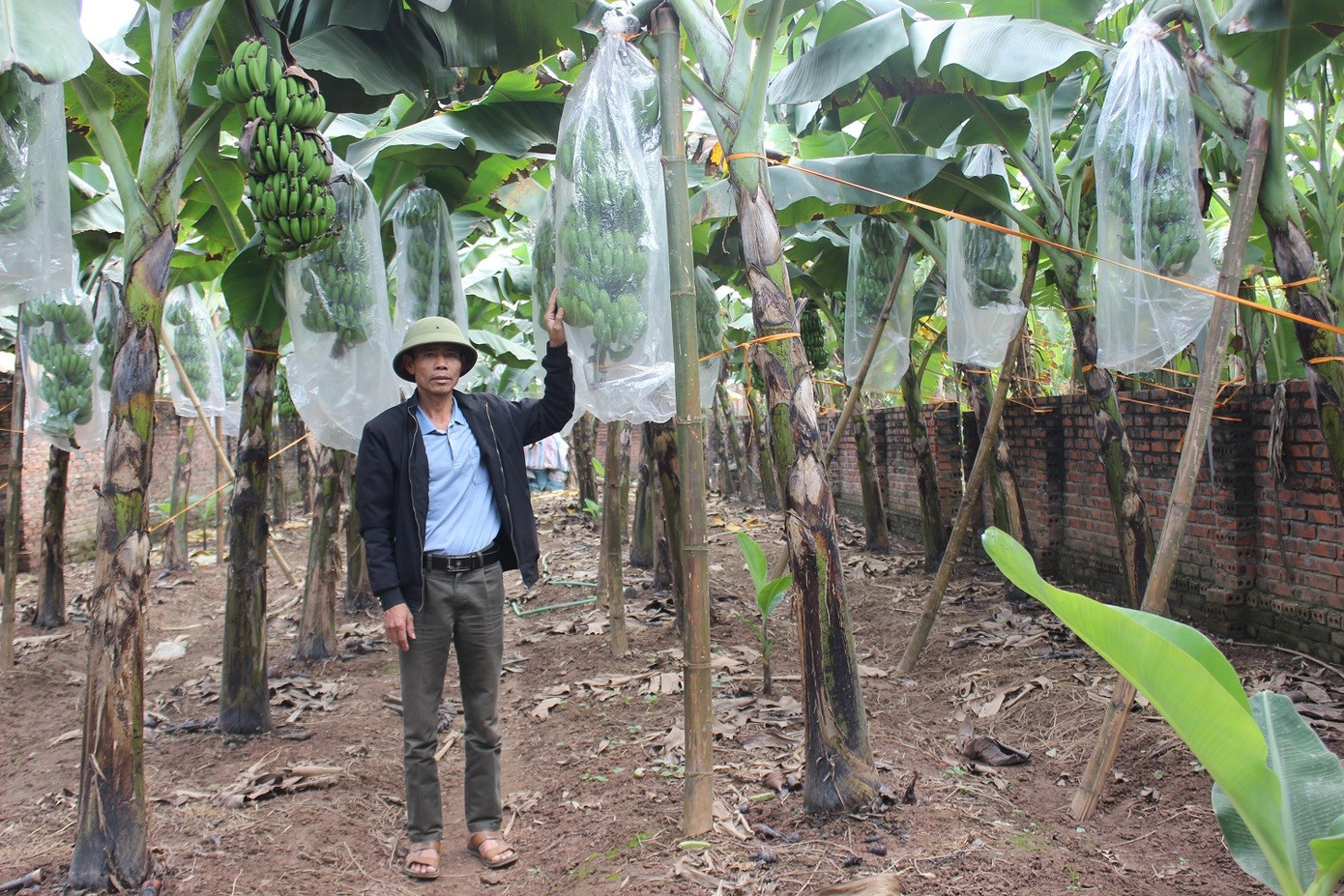 Chuối ti&ecirc;u v&agrave;o vụ Tết, buồng đẹp c&oacute; gi&aacute; tiền triệu- Ảnh 4.