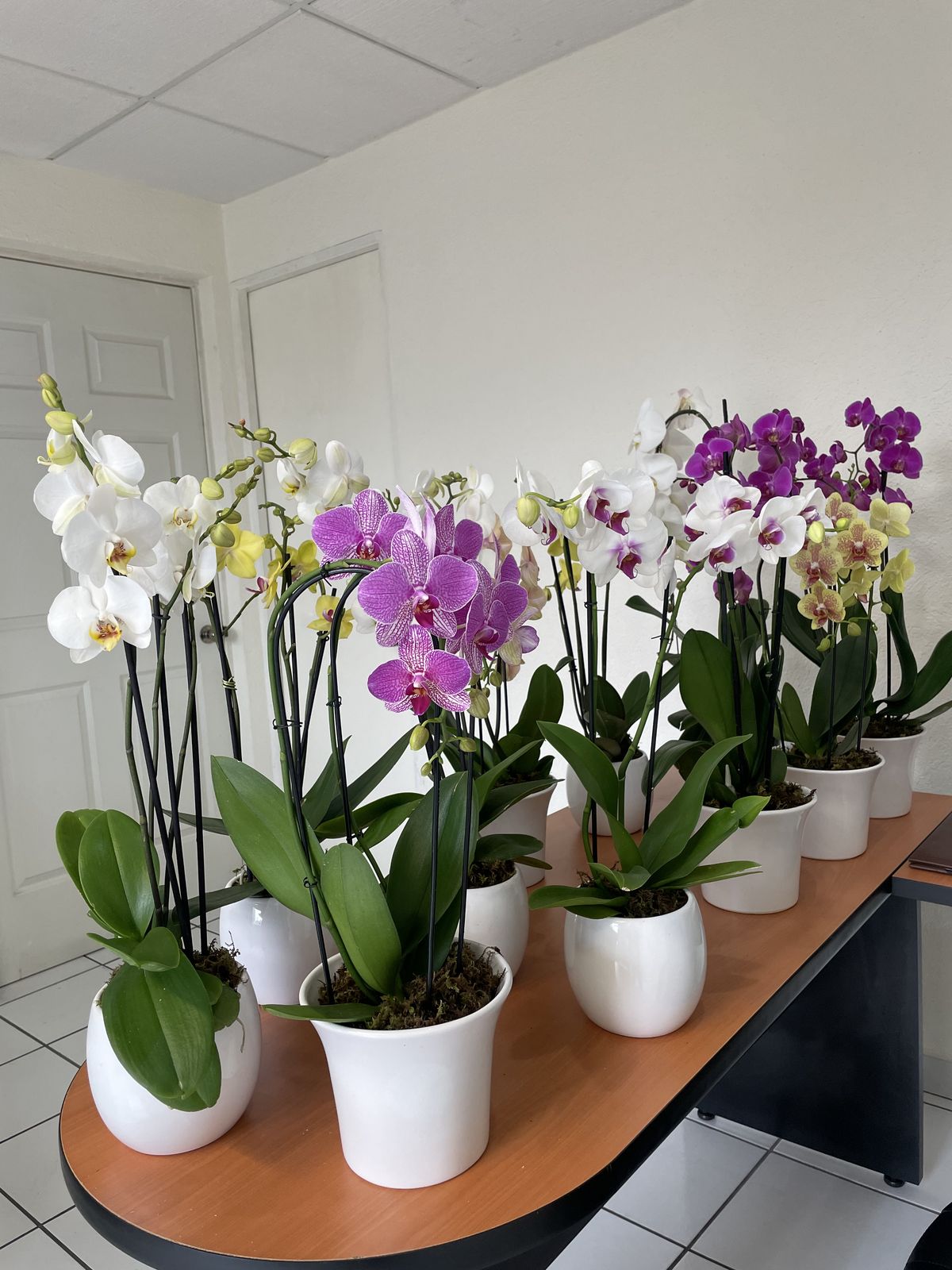 Tự nhi&ecirc;n Tết năm nay, người ta lại thi nhau mua một loại hoa c&oacute; c&aacute;i t&ecirc;n cực mỹ miều đi biếu tặng, vừa c&oacute; gu vừa tinh tế- Ảnh 6.