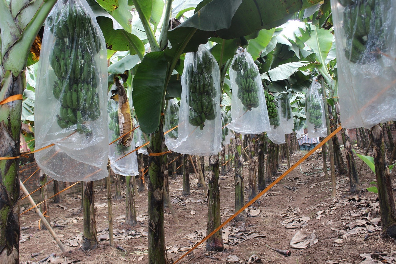 Chuối ti&ecirc;u v&agrave;o vụ Tết, buồng đẹp c&oacute; gi&aacute; tiền triệu- Ảnh 3.