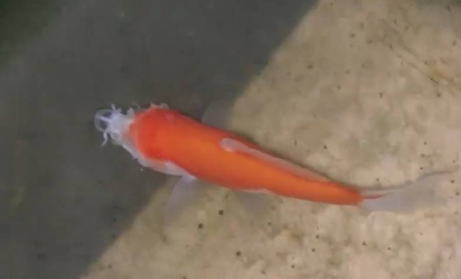 C&aacute; v&agrave;ng kh&ocirc;ng đầu vẫn bơi tung tăng trong bể- Ảnh 1.