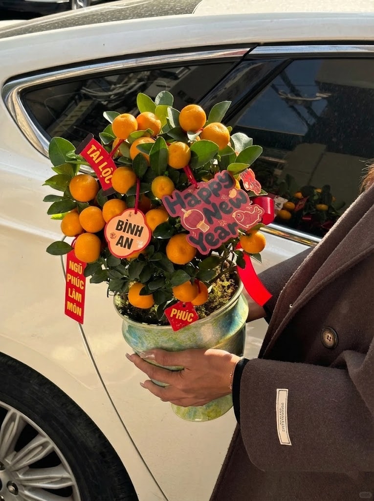 Chưa rinh chậu quất n&agrave;y coi như Tết vơi đi một nửa: Nhỏ th&ocirc;i nhưng "g&aacute;nh" trọn kh&ocirc;ng kh&iacute; xu&acirc;n trong nh&agrave;- Ảnh 6.