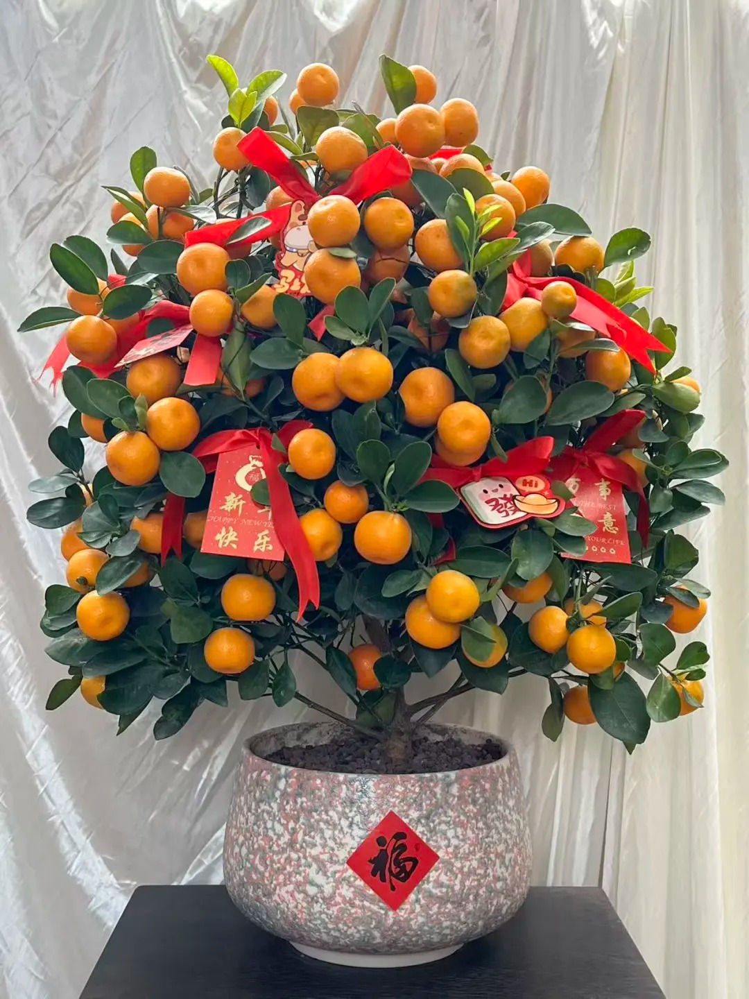 Chưa rinh chậu quất n&agrave;y coi như Tết vơi đi một nửa: Nhỏ th&ocirc;i nhưng "g&aacute;nh" trọn kh&ocirc;ng kh&iacute; xu&acirc;n trong nh&agrave;- Ảnh 23.
