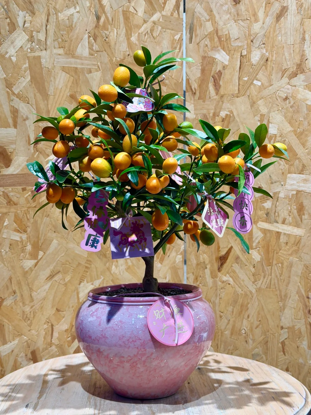 Chưa rinh chậu quất n&agrave;y coi như Tết vơi đi một nửa: Nhỏ th&ocirc;i nhưng "g&aacute;nh" trọn kh&ocirc;ng kh&iacute; xu&acirc;n trong nh&agrave;- Ảnh 9.