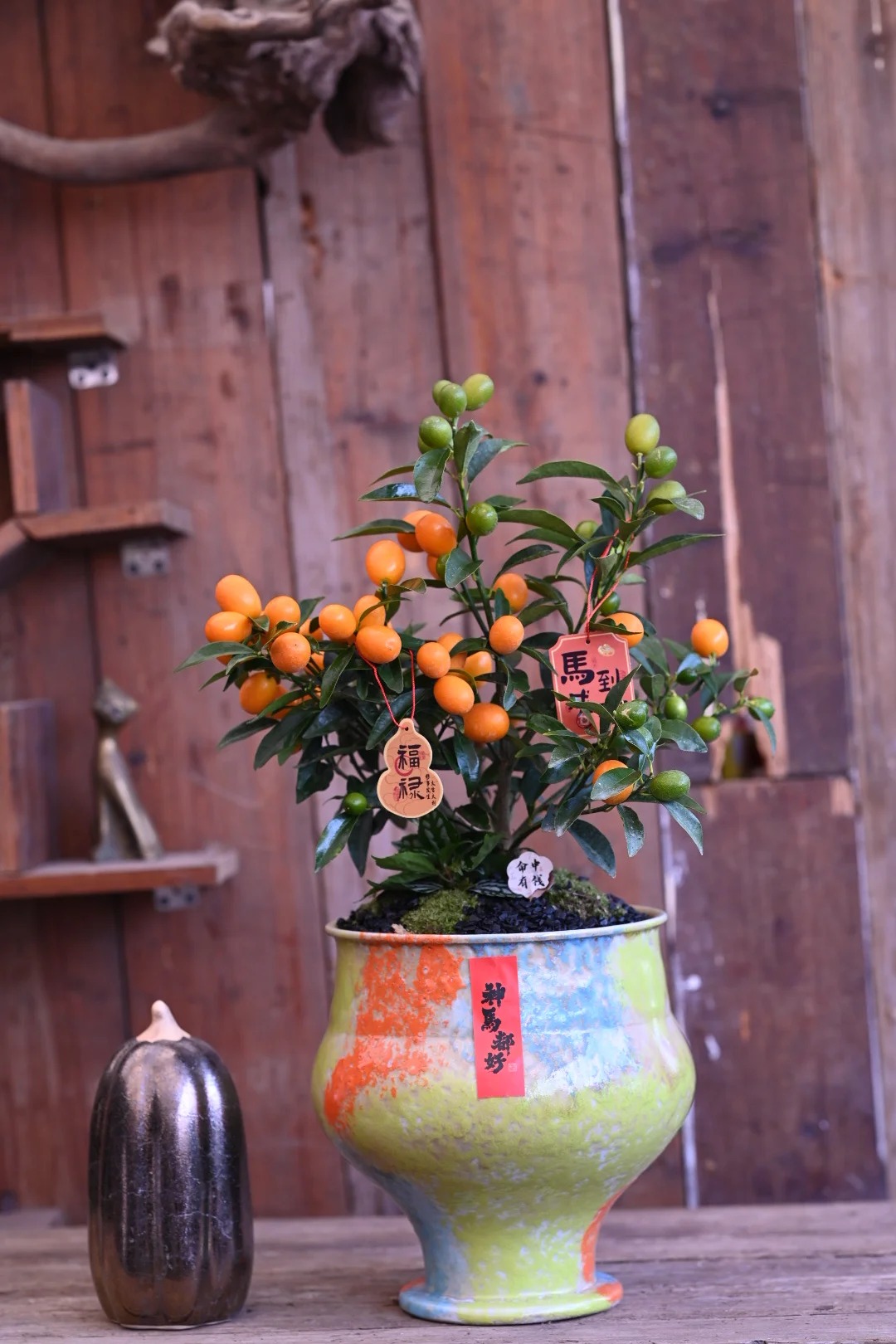 Chưa rinh chậu quất n&agrave;y coi như Tết vơi đi một nửa: Nhỏ th&ocirc;i nhưng "g&aacute;nh" trọn kh&ocirc;ng kh&iacute; xu&acirc;n trong nh&agrave;- Ảnh 41.