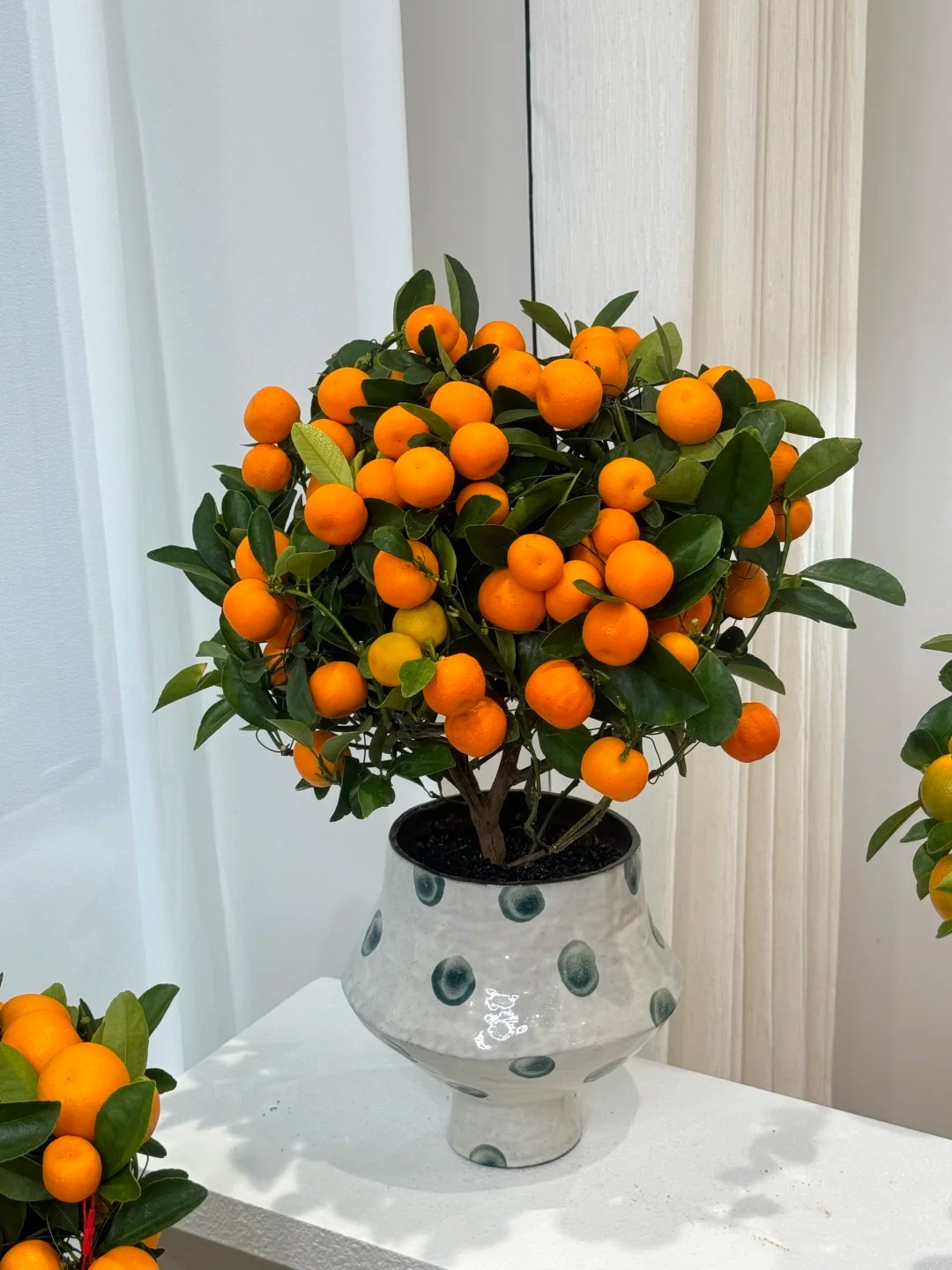 Chưa rinh chậu quất n&agrave;y coi như Tết vơi đi một nửa: Nhỏ th&ocirc;i nhưng "g&aacute;nh" trọn kh&ocirc;ng kh&iacute; xu&acirc;n trong nh&agrave;- Ảnh 25.