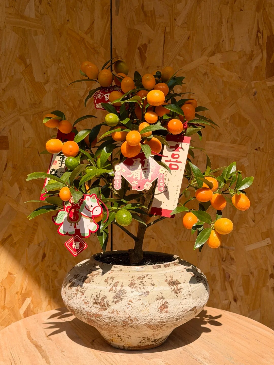 Chưa rinh chậu quất n&agrave;y coi như Tết vơi đi một nửa: Nhỏ th&ocirc;i nhưng "g&aacute;nh" trọn kh&ocirc;ng kh&iacute; xu&acirc;n trong nh&agrave;- Ảnh 10.