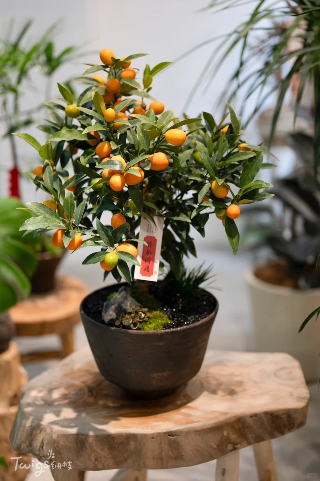 Chưa rinh chậu quất n&agrave;y coi như Tết vơi đi một nửa: Nhỏ th&ocirc;i nhưng "g&aacute;nh" trọn kh&ocirc;ng kh&iacute; xu&acirc;n trong nh&agrave;- Ảnh 43.