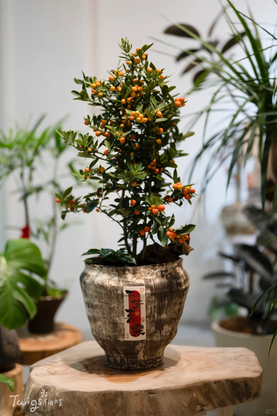 Chưa rinh chậu quất n&agrave;y coi như Tết vơi đi một nửa: Nhỏ th&ocirc;i nhưng "g&aacute;nh" trọn kh&ocirc;ng kh&iacute; xu&acirc;n trong nh&agrave;- Ảnh 36.