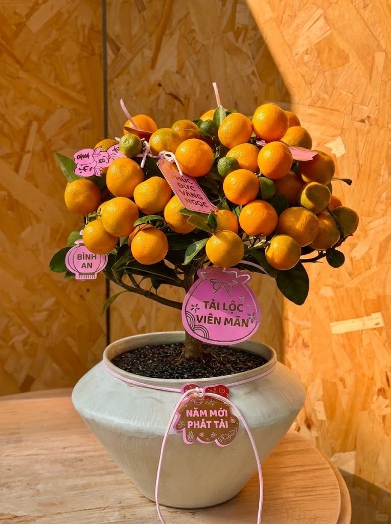 Chưa rinh chậu quất n&agrave;y coi như Tết vơi đi một nửa: Nhỏ th&ocirc;i nhưng "g&aacute;nh" trọn kh&ocirc;ng kh&iacute; xu&acirc;n trong nh&agrave;- Ảnh 2.