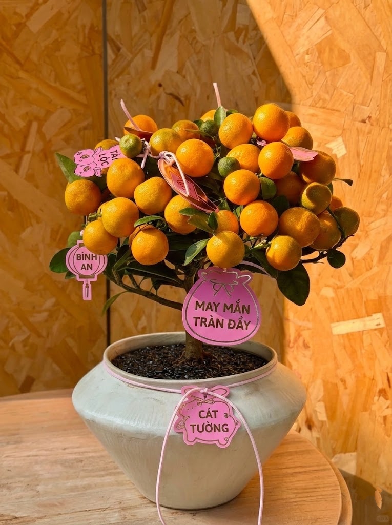 Chưa rinh chậu quất n&agrave;y coi như Tết vơi đi một nửa: Nhỏ th&ocirc;i nhưng "g&aacute;nh" trọn kh&ocirc;ng kh&iacute; xu&acirc;n trong nh&agrave;- Ảnh 3.
