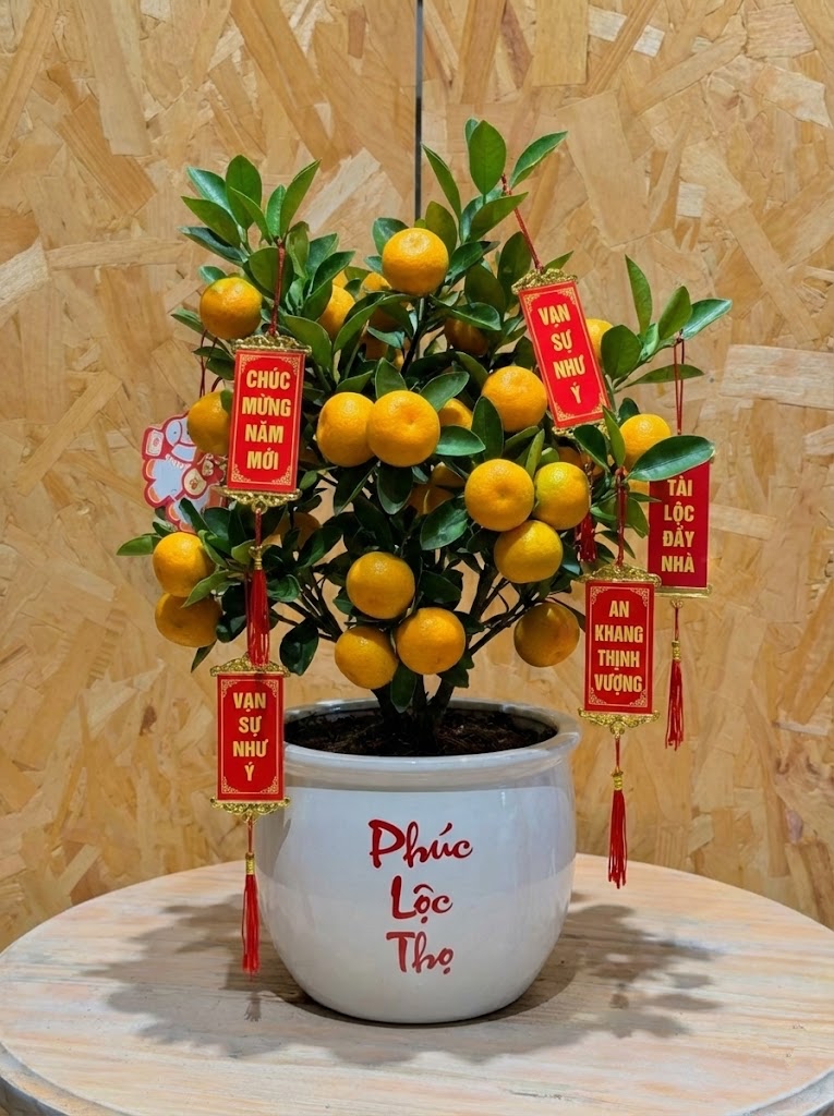 Chưa rinh chậu quất n&agrave;y coi như Tết vơi đi một nửa: Nhỏ th&ocirc;i nhưng "g&aacute;nh" trọn kh&ocirc;ng kh&iacute; xu&acirc;n trong nh&agrave;- Ảnh 4.