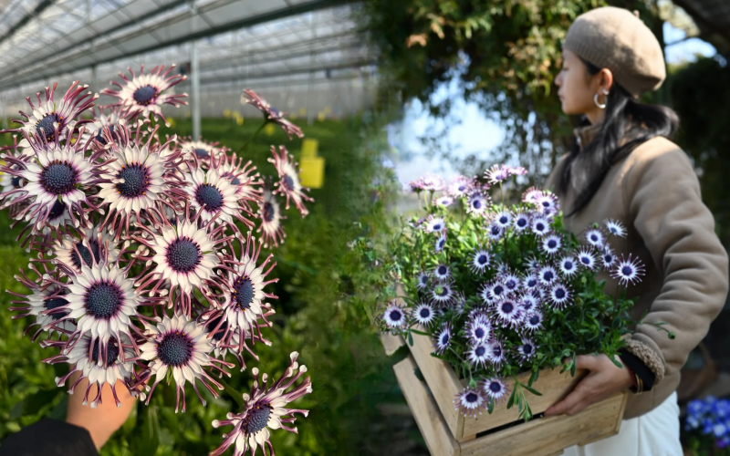 Bị ch&ecirc; giống... h&igrave;nh virus khiến nhiều người e d&egrave; chưng Tết, nhưng lo&agrave;i c&uacute;c "người ngo&agrave;i h&agrave;nh tinh" n&agrave;y lại giấu một b&iacute; mật chữa l&agrave;nh kinh ngạc- Ảnh 1.