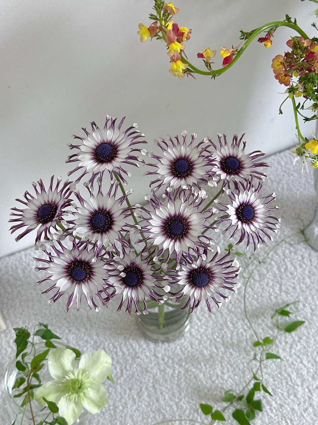 Bị ch&ecirc; giống... h&igrave;nh virus khiến nhiều người e d&egrave; chưng Tết, nhưng lo&agrave;i c&uacute;c "người ngo&agrave;i h&agrave;nh tinh" n&agrave;y lại giấu một b&iacute; mật chữa l&agrave;nh kinh ngạc- Ảnh 17.