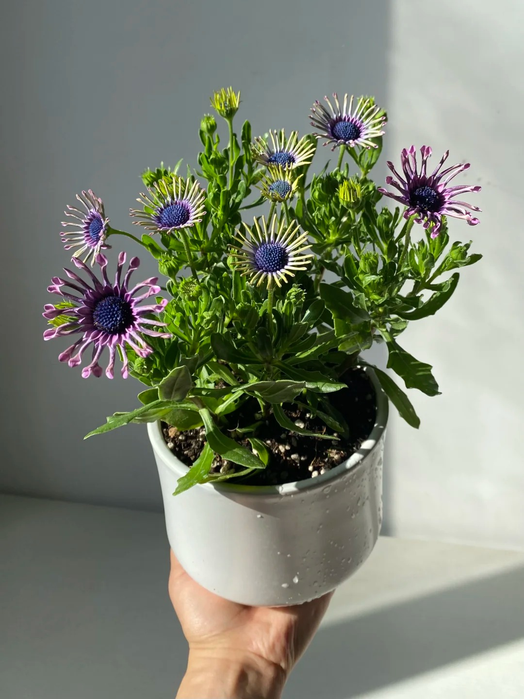 Bị ch&ecirc; giống... h&igrave;nh virus khiến nhiều người e d&egrave; chưng Tết, nhưng lo&agrave;i c&uacute;c "người ngo&agrave;i h&agrave;nh tinh" n&agrave;y lại giấu một b&iacute; mật chữa l&agrave;nh kinh ngạc- Ảnh 13.