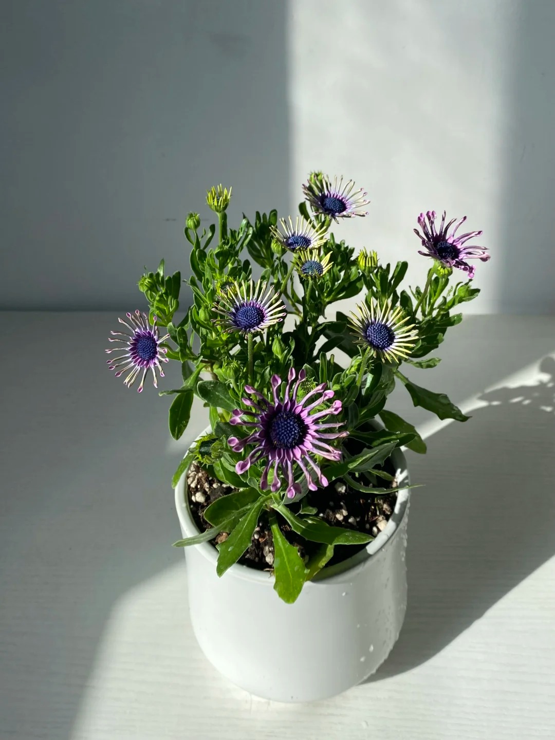 Bị ch&ecirc; giống... h&igrave;nh virus khiến nhiều người e d&egrave; chưng Tết, nhưng lo&agrave;i c&uacute;c "người ngo&agrave;i h&agrave;nh tinh" n&agrave;y lại giấu một b&iacute; mật chữa l&agrave;nh kinh ngạc- Ảnh 12.