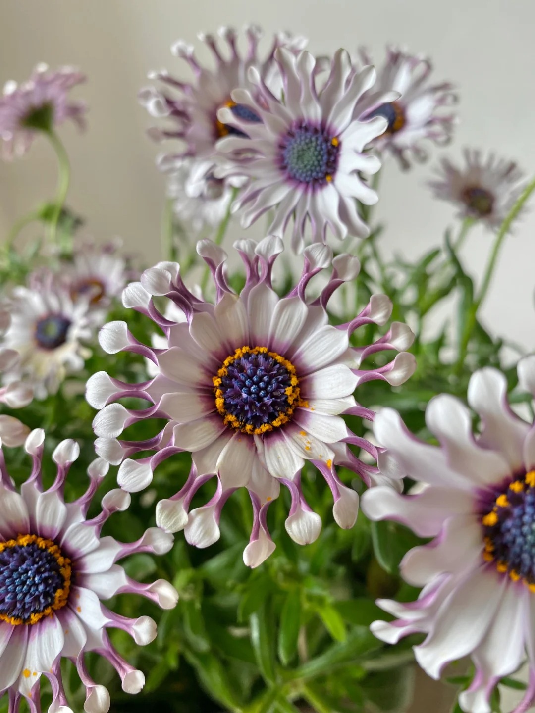 Bị ch&ecirc; giống... h&igrave;nh virus khiến nhiều người e d&egrave; chưng Tết, nhưng lo&agrave;i c&uacute;c "người ngo&agrave;i h&agrave;nh tinh" n&agrave;y lại giấu một b&iacute; mật chữa l&agrave;nh kinh ngạc- Ảnh 7.