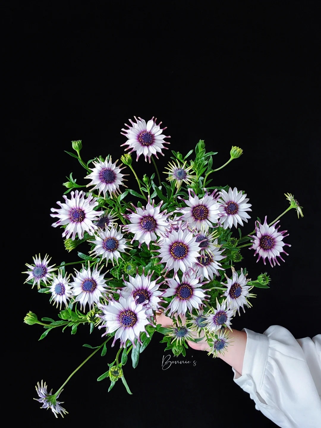 Bị ch&ecirc; giống... h&igrave;nh virus khiến nhiều người e d&egrave; chưng Tết, nhưng lo&agrave;i c&uacute;c "người ngo&agrave;i h&agrave;nh tinh" n&agrave;y lại giấu một b&iacute; mật chữa l&agrave;nh kinh ngạc- Ảnh 15.