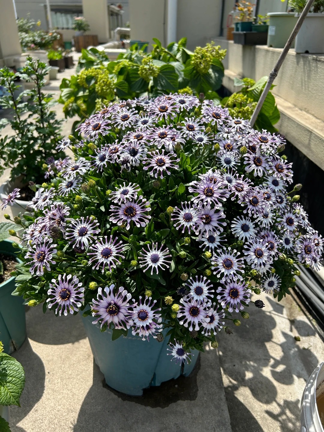 Bị ch&ecirc; giống... h&igrave;nh virus khiến nhiều người e d&egrave; chưng Tết, nhưng lo&agrave;i c&uacute;c "người ngo&agrave;i h&agrave;nh tinh" n&agrave;y lại giấu một b&iacute; mật chữa l&agrave;nh kinh ngạc- Ảnh 6.