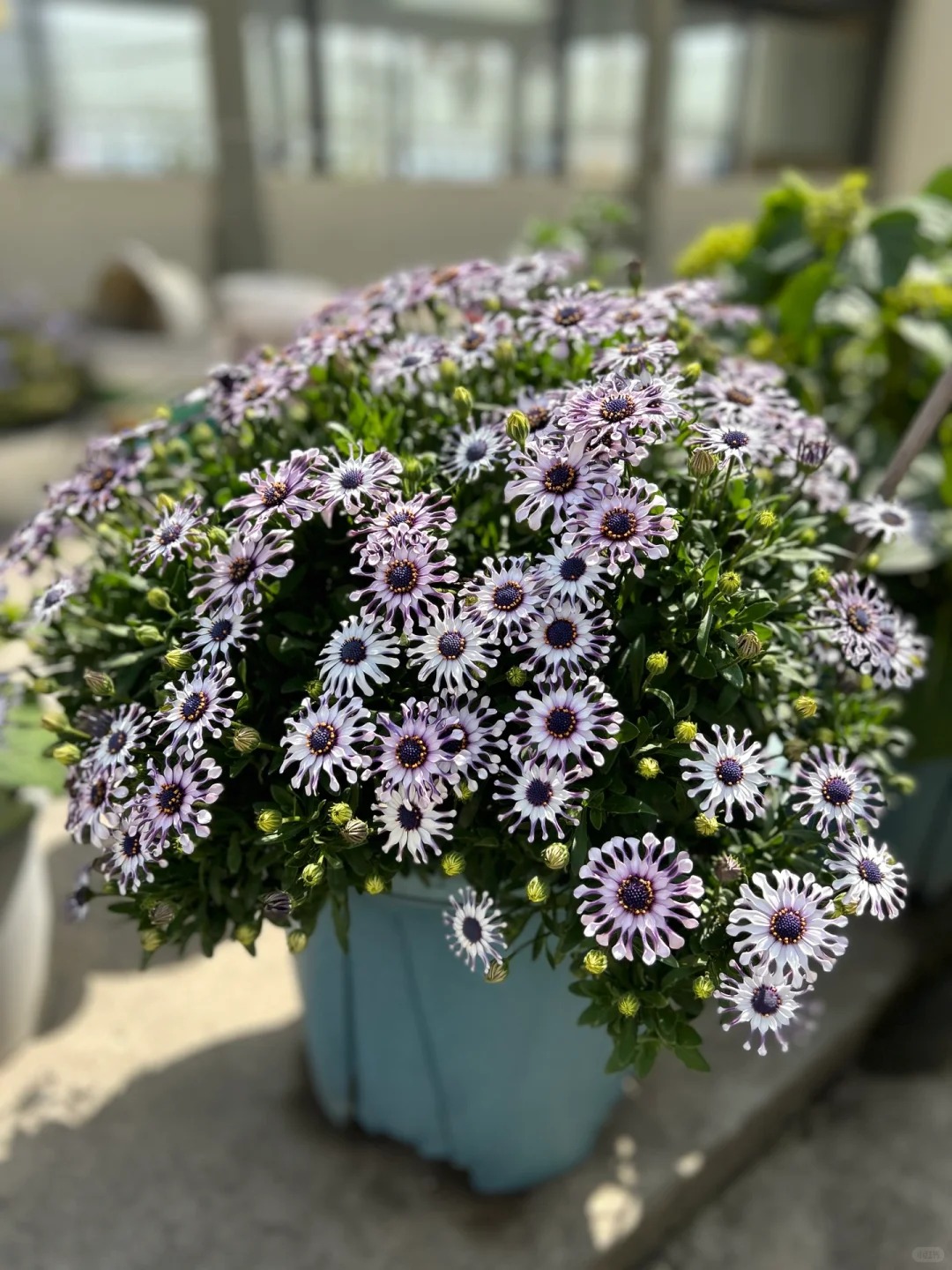 Bị ch&ecirc; giống... h&igrave;nh virus khiến nhiều người e d&egrave; chưng Tết, nhưng lo&agrave;i c&uacute;c "người ngo&agrave;i h&agrave;nh tinh" n&agrave;y lại giấu một b&iacute; mật chữa l&agrave;nh kinh ngạc- Ảnh 5.