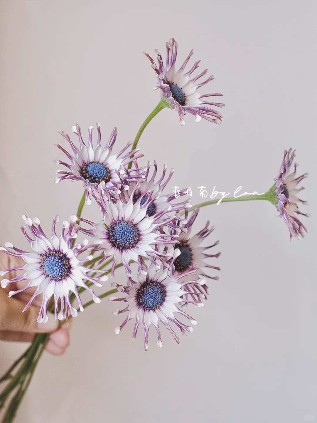 Bị ch&ecirc; giống... h&igrave;nh virus khiến nhiều người e d&egrave; chưng Tết, nhưng lo&agrave;i c&uacute;c "người ngo&agrave;i h&agrave;nh tinh" n&agrave;y lại giấu một b&iacute; mật chữa l&agrave;nh kinh ngạc- Ảnh 18.