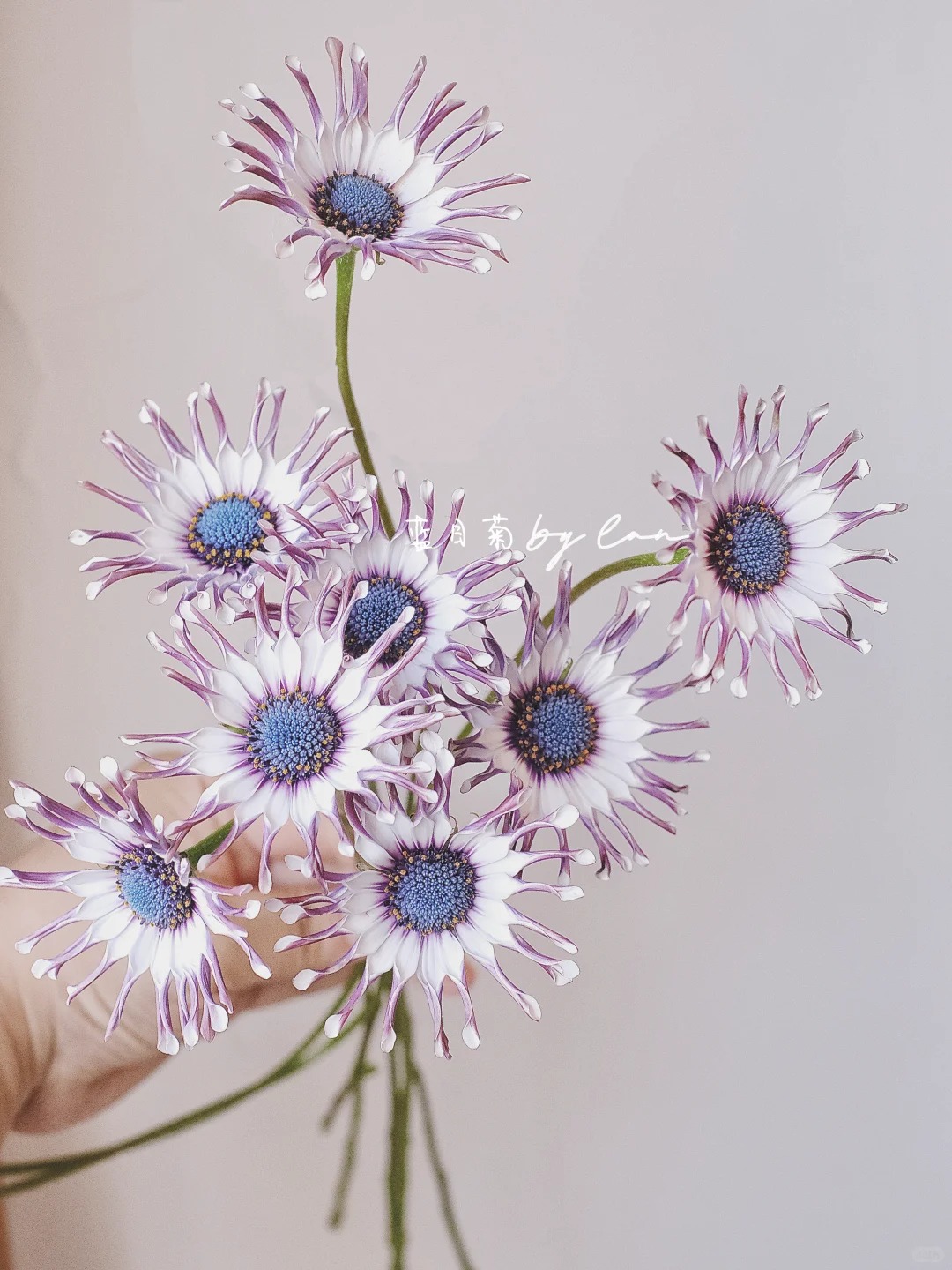 Bị ch&ecirc; giống... h&igrave;nh virus khiến nhiều người e d&egrave; chưng Tết, nhưng lo&agrave;i c&uacute;c "người ngo&agrave;i h&agrave;nh tinh" n&agrave;y lại giấu một b&iacute; mật chữa l&agrave;nh kinh ngạc- Ảnh 19.