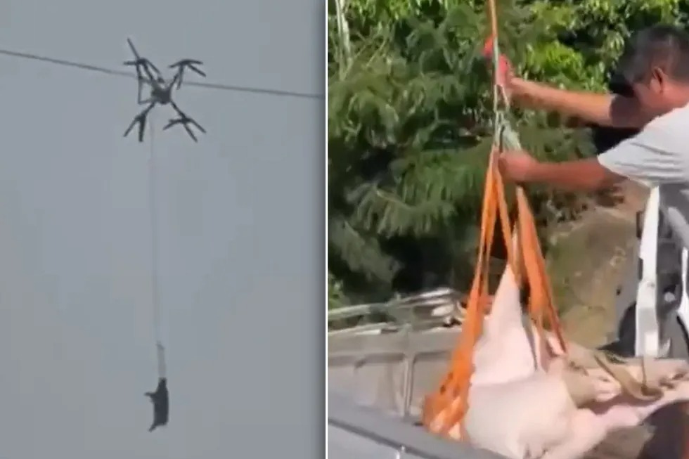 Con lợn biết bay khiến cả l&agrave;ng mất điện- Ảnh 2.