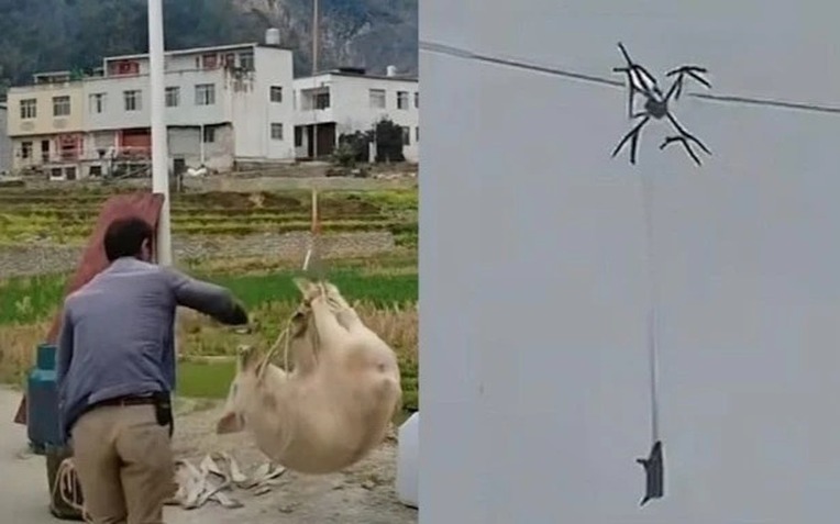 Con lợn biết bay khiến cả l&agrave;ng mất điện- Ảnh 1.