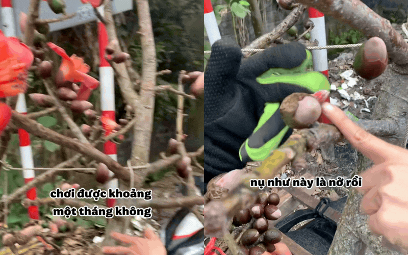 Th&uacute; chơi hoa Tết "độc lạ": Ng&atilde; ngửa với c&agrave;nh hoa gạo Sapa gi&aacute; 600k, nghe xong nguồn gốc d&acirc;n t&igrave;nh khuy&ecirc;n thật l&ograve;ng "c&oacute; cho cũng đừng cắm"- Ảnh 2.