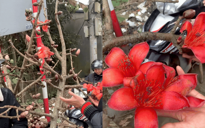 Th&uacute; chơi hoa Tết "độc lạ": Ng&atilde; ngửa với c&agrave;nh hoa gạo Sapa gi&aacute; 600k, nghe xong nguồn gốc d&acirc;n t&igrave;nh khuy&ecirc;n thật l&ograve;ng "c&oacute; cho cũng đừng cắm"- Ảnh 1.