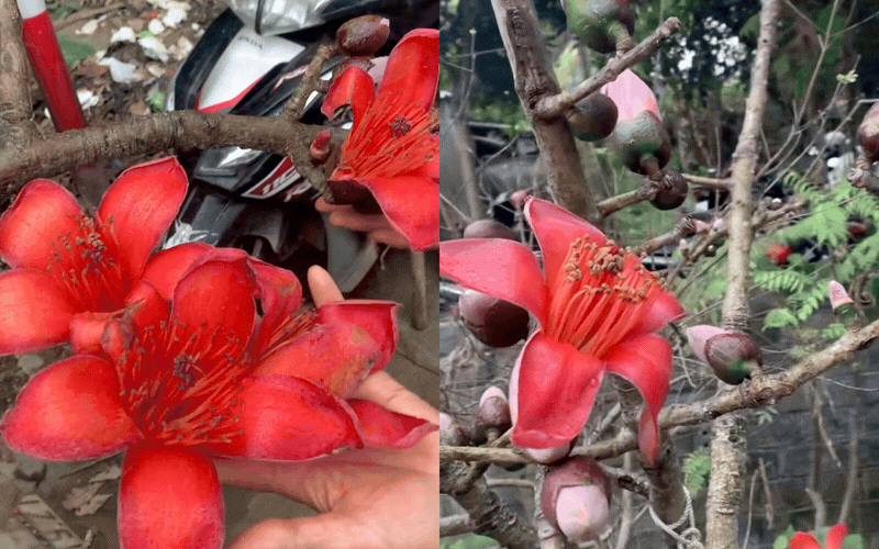 Th&uacute; chơi hoa Tết "độc lạ": Ng&atilde; ngửa với c&agrave;nh hoa gạo Sapa gi&aacute; 600k, nghe xong nguồn gốc d&acirc;n t&igrave;nh khuy&ecirc;n thật l&ograve;ng "c&oacute; cho cũng đừng cắm"- Ảnh 3.