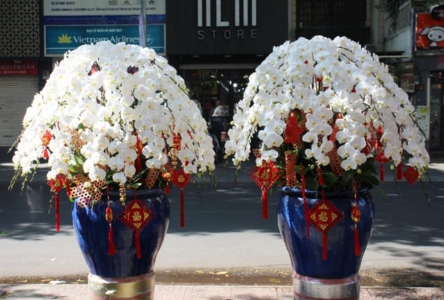 Tự nhi&ecirc;n Tết năm nay, người ta lại thi nhau mua một loại hoa c&oacute; c&aacute;i t&ecirc;n cực mỹ miều đi biếu tặng, vừa c&oacute; gu vừa tinh tế- Ảnh 11.