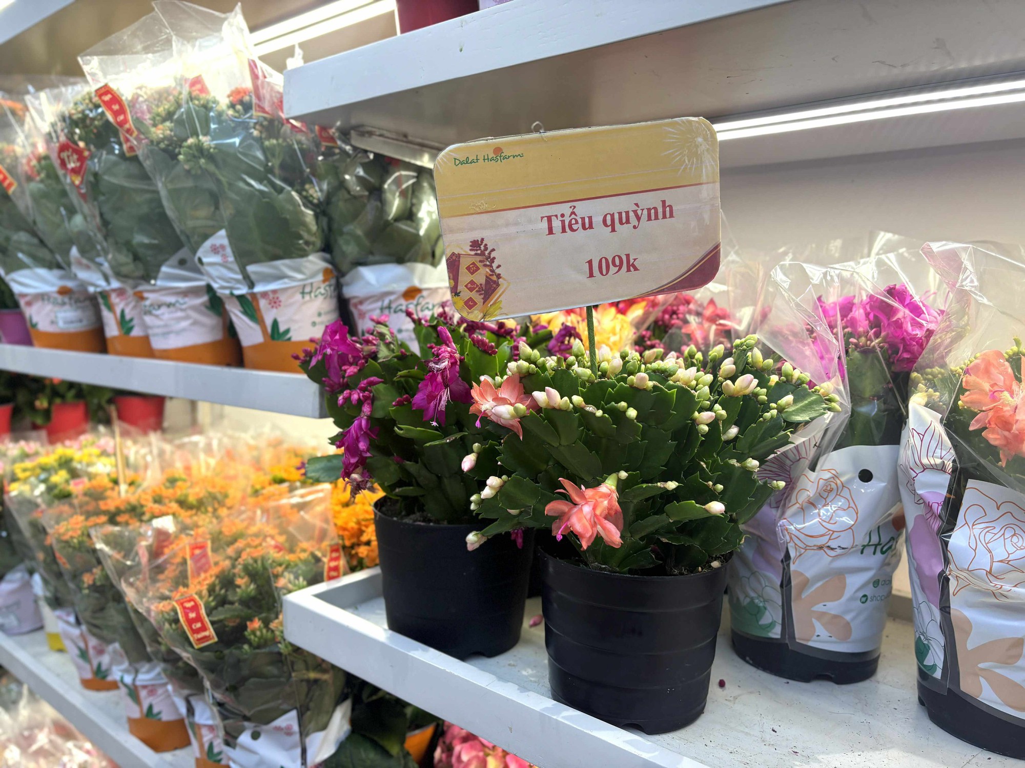 Cập nhật gi&aacute; cả hoa ng&agrave;y 28 Tết: Tuyết mai rẻ bất ngờ, c&uacute;c đẹp &ldquo;đỉnh cao&rdquo;, mộc lan trở th&agrave;nh hot trend- Ảnh 6.