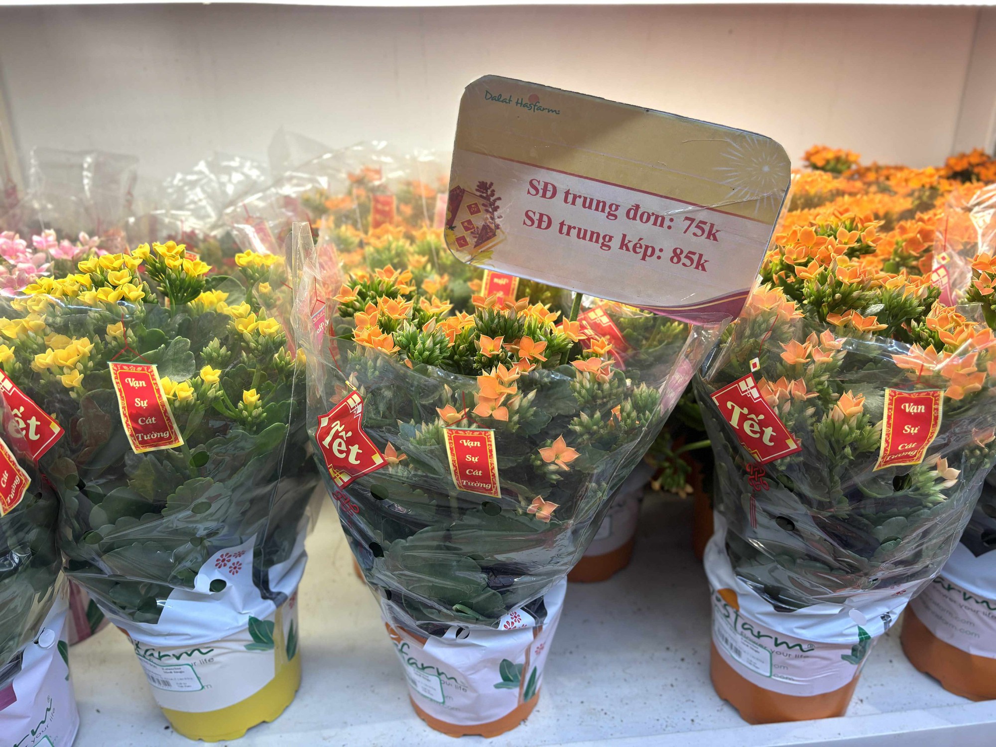 Cập nhật gi&aacute; cả hoa ng&agrave;y 28 Tết: Tuyết mai rẻ bất ngờ, c&uacute;c đẹp &ldquo;đỉnh cao&rdquo;, mộc lan trở th&agrave;nh hot trend- Ảnh 5.