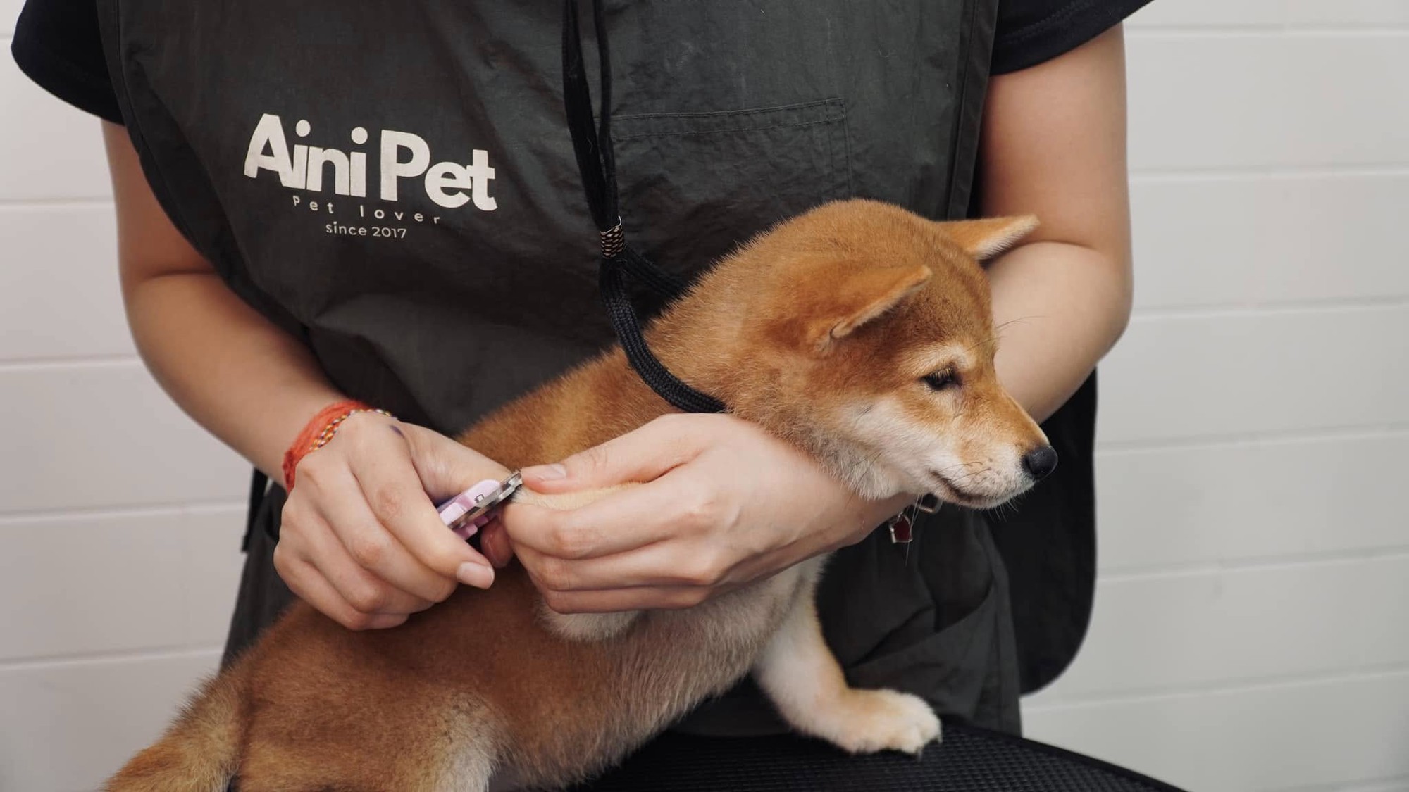 Th&uacute; cưng đi nghỉ Tết ở resort cao cấp, c&oacute; &ldquo;quản gia&rdquo; phục vụ cả ng&agrave;y: Phụ thu 35%, chủ vẫn chi tiền- Ảnh 7.