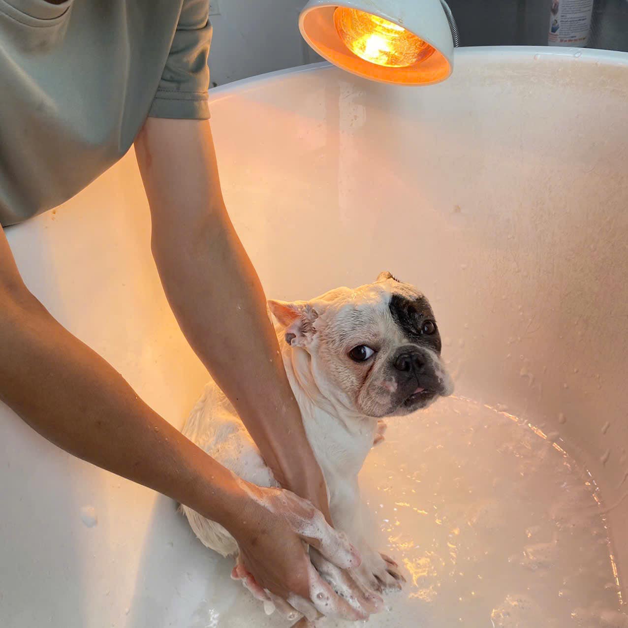 Th&uacute; cưng đi nghỉ Tết ở resort cao cấp, c&oacute; &ldquo;quản gia&rdquo; phục vụ cả ng&agrave;y: Phụ thu 35%, chủ vẫn chi tiền- Ảnh 11.