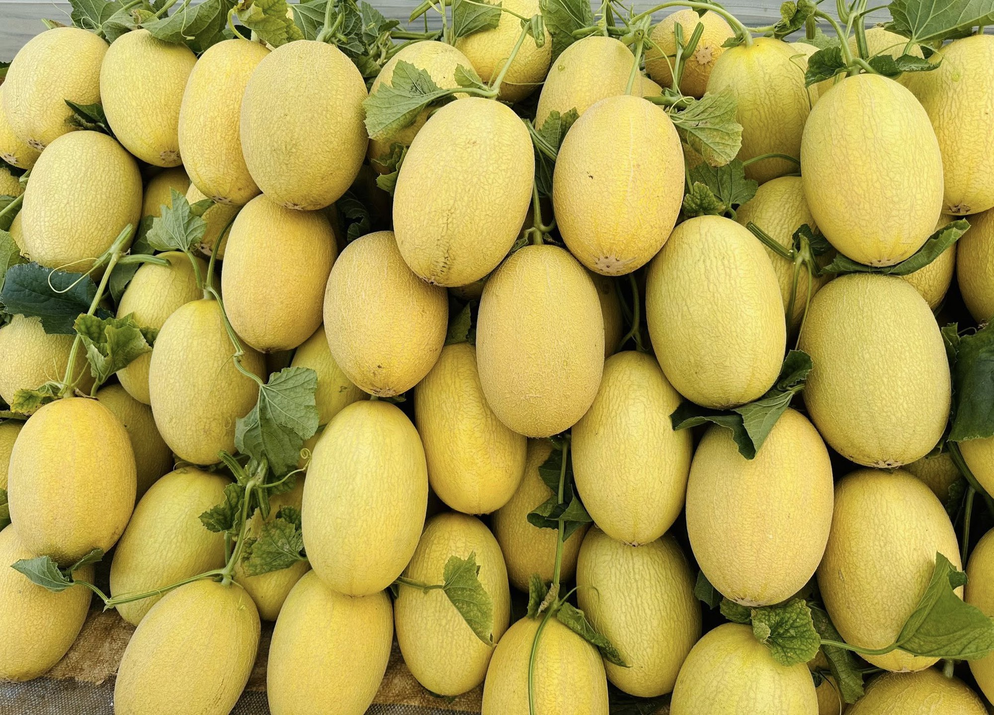 Nh&agrave; c&oacute; em b&eacute; m&ecirc; dưa, mẹ trồng hẳn vườn dưa mấy ngh&igrave;n quả, ngắm cả khu vườn xanh m&aacute;t khiến ai gh&eacute; cũng phải ngỡ ng&agrave;ng- Ảnh 4.