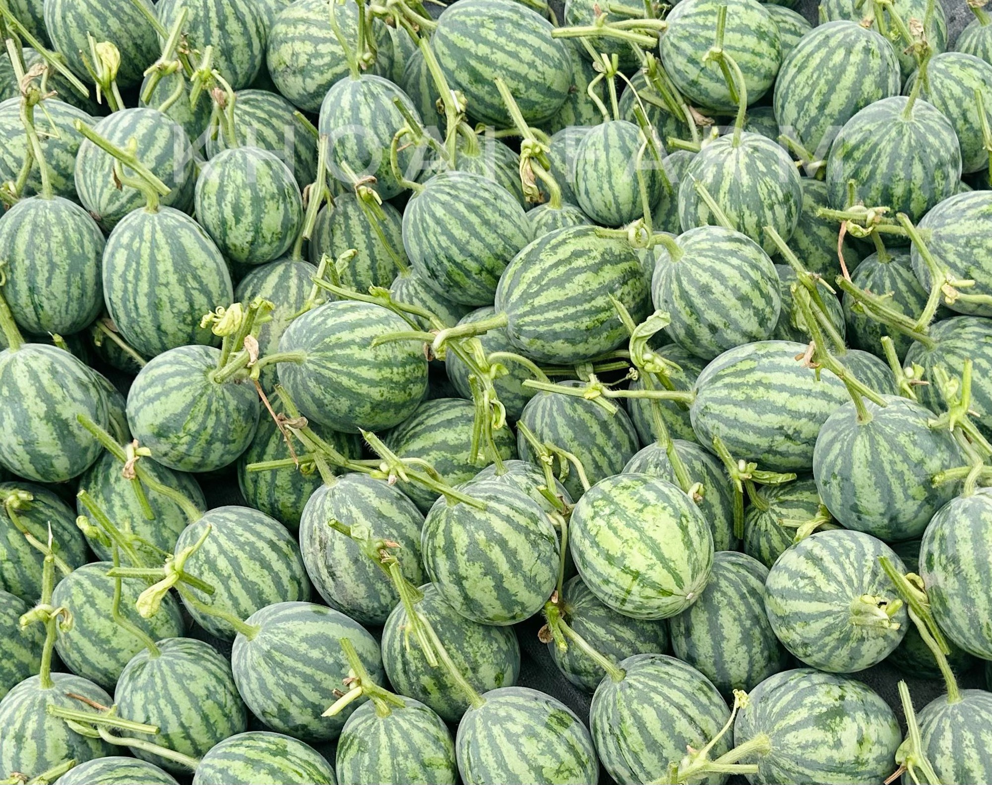 Nh&agrave; c&oacute; em b&eacute; m&ecirc; dưa, mẹ trồng hẳn vườn dưa mấy ngh&igrave;n quả, ngắm cả khu vườn xanh m&aacute;t khiến ai gh&eacute; cũng phải ngỡ ng&agrave;ng- Ảnh 3.