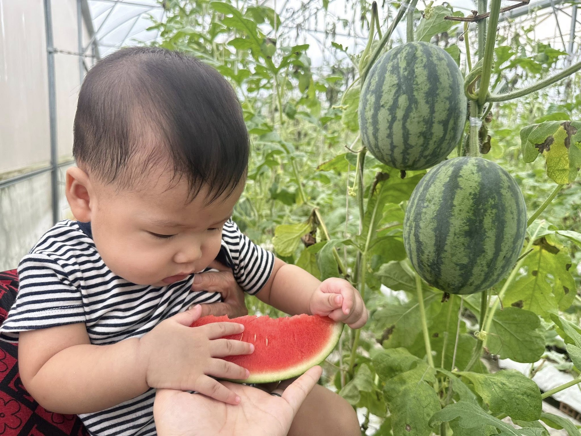 Nh&agrave; c&oacute; em b&eacute; m&ecirc; dưa, mẹ trồng hẳn vườn dưa mấy ngh&igrave;n quả, ngắm cả khu vườn xanh m&aacute;t khiến ai gh&eacute; cũng phải ngỡ ng&agrave;ng- Ảnh 8.