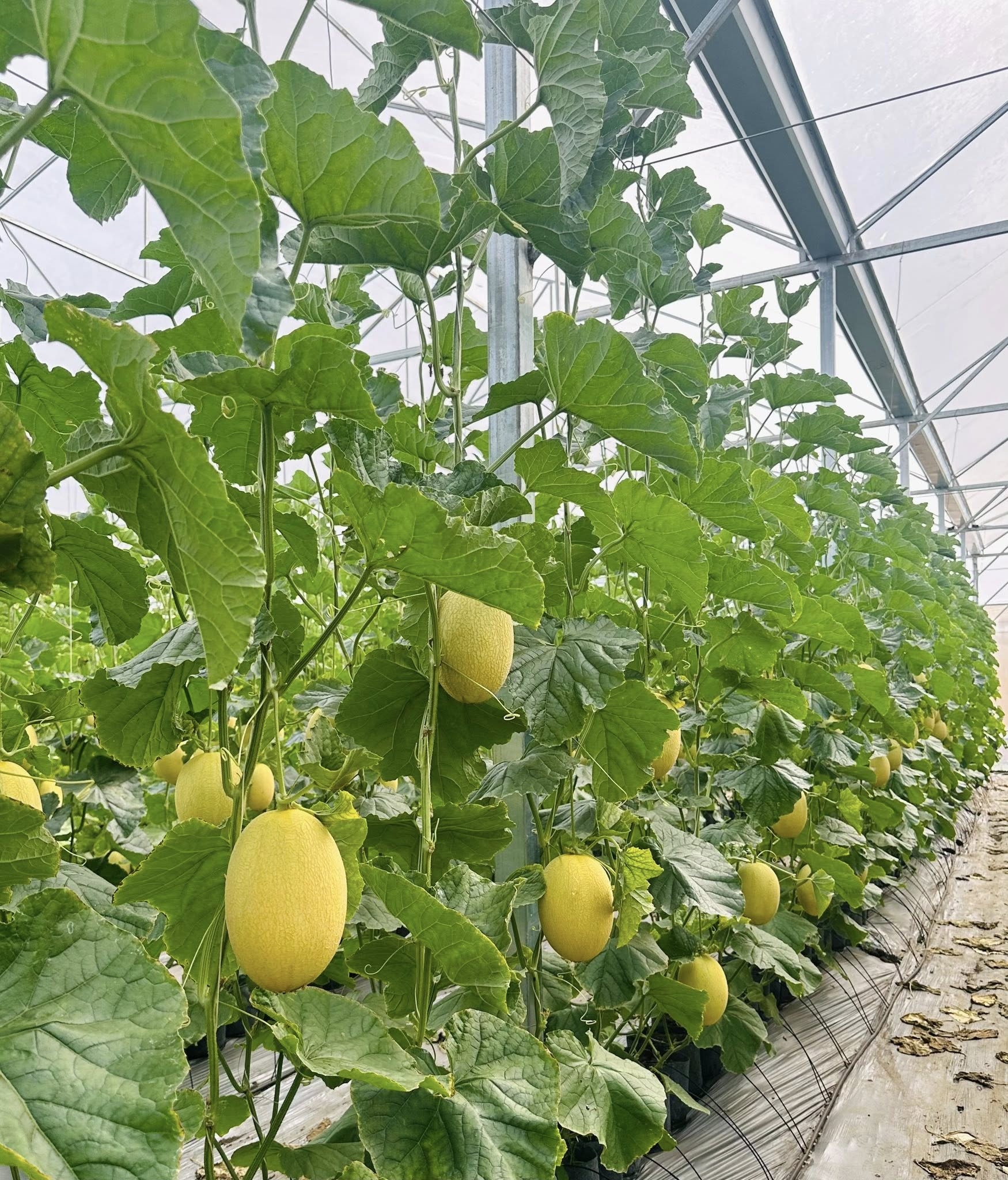 Nh&agrave; c&oacute; em b&eacute; m&ecirc; dưa, mẹ trồng hẳn vườn dưa mấy ngh&igrave;n quả, ngắm cả khu vườn xanh m&aacute;t khiến ai gh&eacute; cũng phải ngỡ ng&agrave;ng- Ảnh 6.